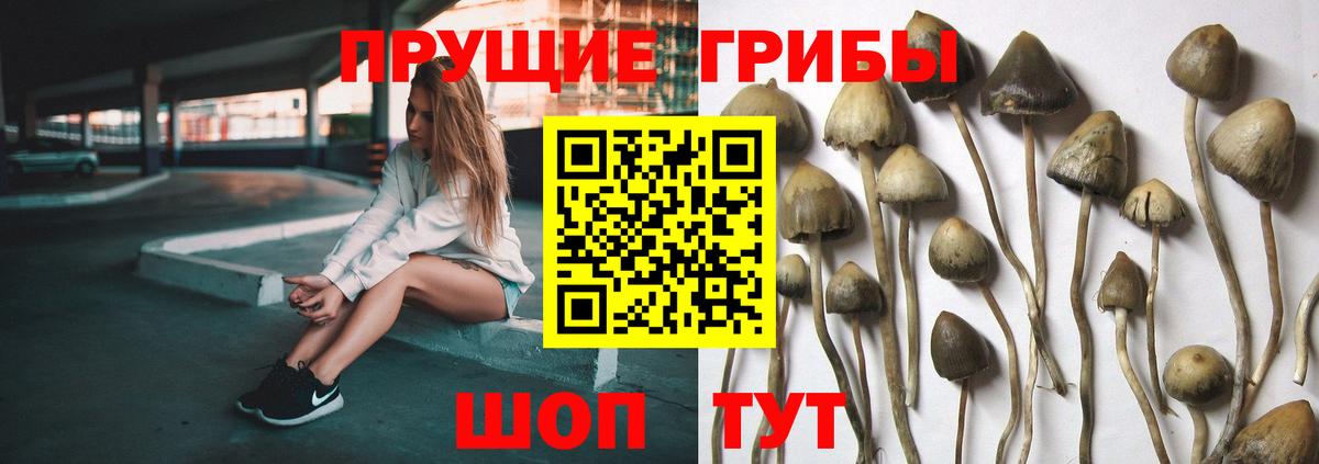 Псилоцибиновые грибы прущие грибы Мурманск